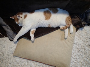 OLYMPUS DIGITAL CAMERA