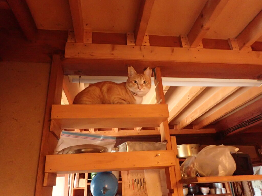 立春を過ぎて、少し暖かくなりました！