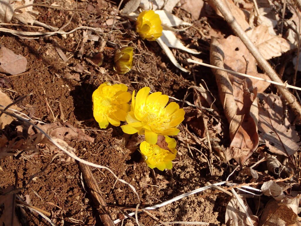 フクジュソウの花が咲きました！