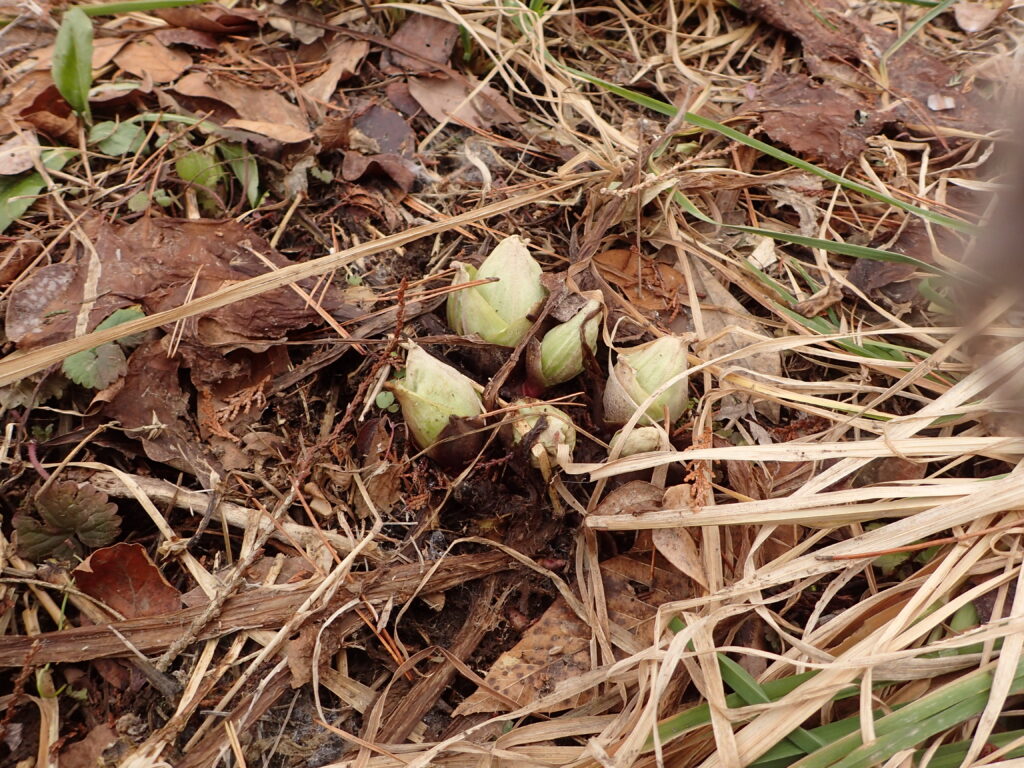 フキノトウが顔を出して来ました！