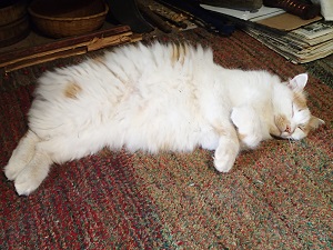 OLYMPUS DIGITAL CAMERA