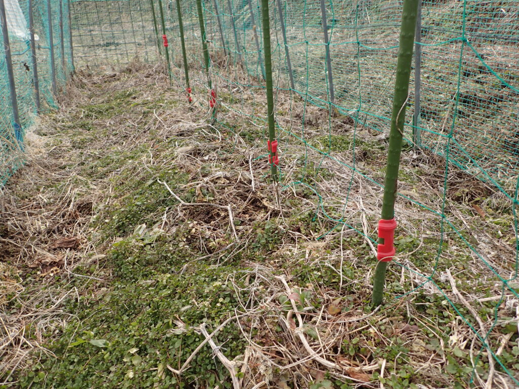 サヤエンドウなどの種を蒔きました。