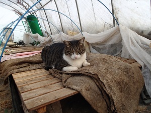 OLYMPUS DIGITAL CAMERA