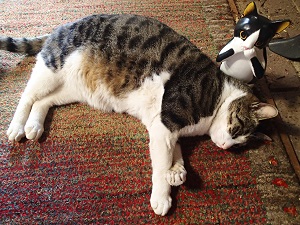 OLYMPUS DIGITAL CAMERA