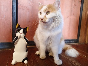 OLYMPUS DIGITAL CAMERA