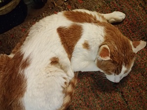 OLYMPUS DIGITAL CAMERA