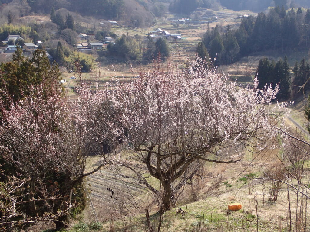 梅の花が満開になりました！