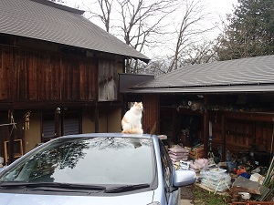 OLYMPUS DIGITAL CAMERA