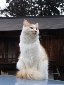 OLYMPUS DIGITAL CAMERA