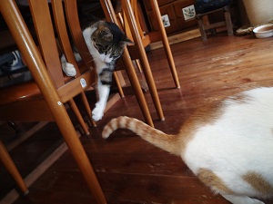 OLYMPUS DIGITAL CAMERA