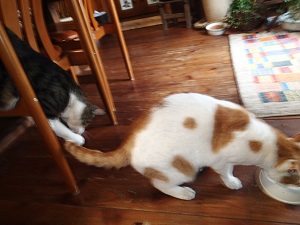 OLYMPUS DIGITAL CAMERA