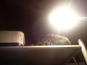 OLYMPUS DIGITAL CAMERA