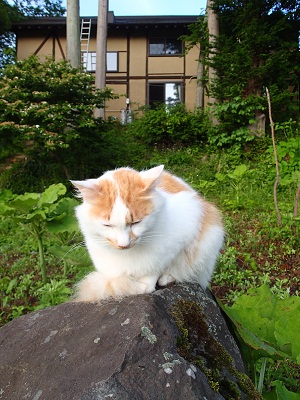 OLYMPUS DIGITAL CAMERA