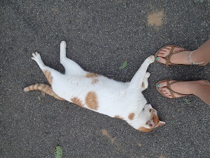 OLYMPUS DIGITAL CAMERA