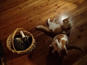 OLYMPUS DIGITAL CAMERA