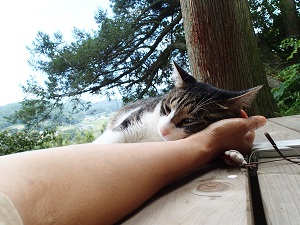 OLYMPUS DIGITAL CAMERA