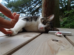 OLYMPUS DIGITAL CAMERA