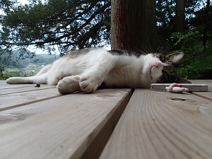 OLYMPUS DIGITAL CAMERA