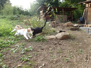 OLYMPUS DIGITAL CAMERA