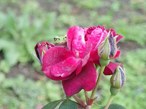 OLYMPUS DIGITAL CAMERA