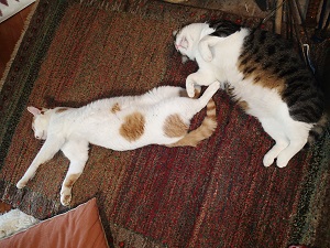 OLYMPUS DIGITAL CAMERA