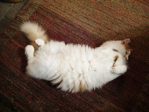 OLYMPUS DIGITAL CAMERA