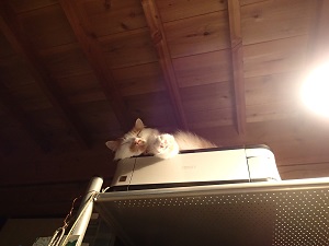 OLYMPUS DIGITAL CAMERA