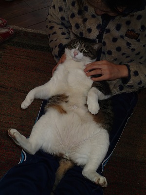 OLYMPUS DIGITAL CAMERA